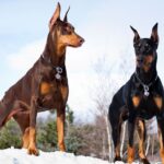 Two Doberman Pinschers standing outdoors, one with a brown coat and the other with a black coat, both wearing collars with tags. They are alert and gazing into the distance, with a snowy background and trees in the distance.