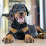 Doberman Pinscher puppy lying indoors on a tiled floor, looking happy with its mouth open and tongue out. The background shows blurred furniture and a soft lighting ambiance.