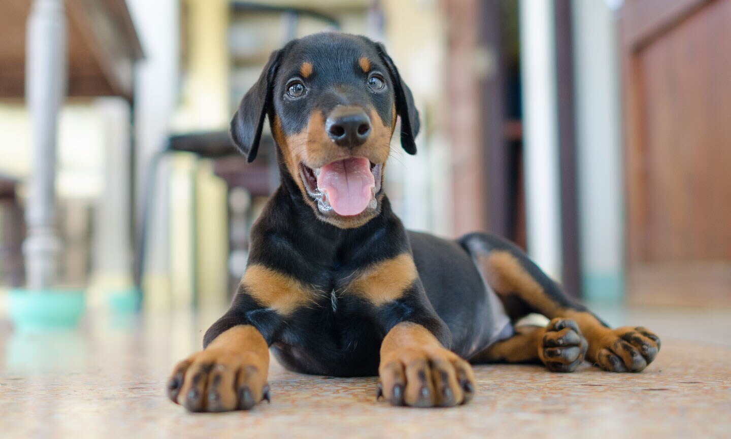 Puppy Doberman Pinscher