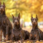 Three brown Doberman Pinschers with cropped ears sit and stand alertly on a leaf-covered path in a park. The background shows blurred autumn trees with golden yellow leaves.