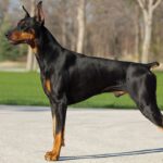 A black and tan Doberman Pinscher stands in a show pose on a paved path. The dog is alert, with its tail docked and ears cropped, displaying a sleek and muscular build.