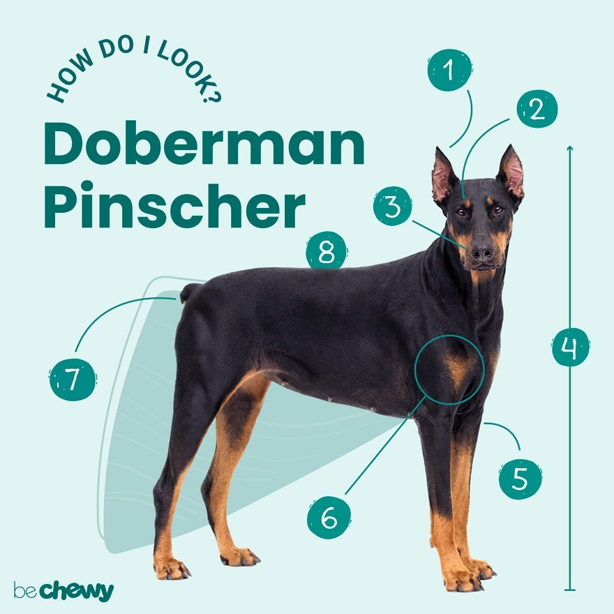 Photo of a Doberman Pinscher