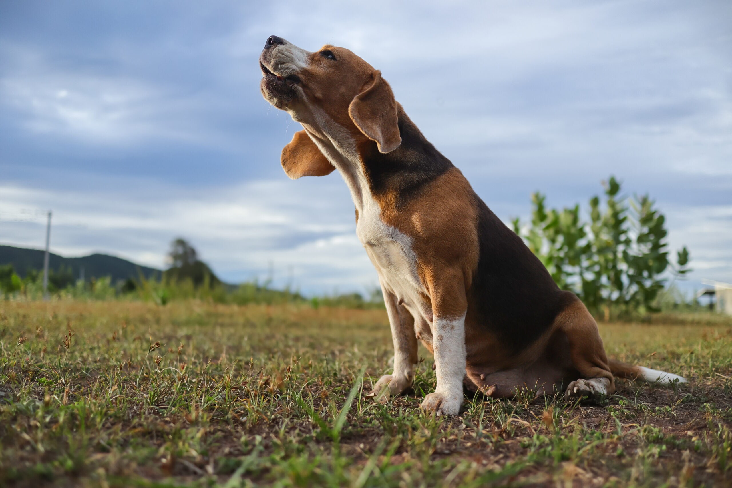 Beagle Breed Characteristics Care Photos Chewy