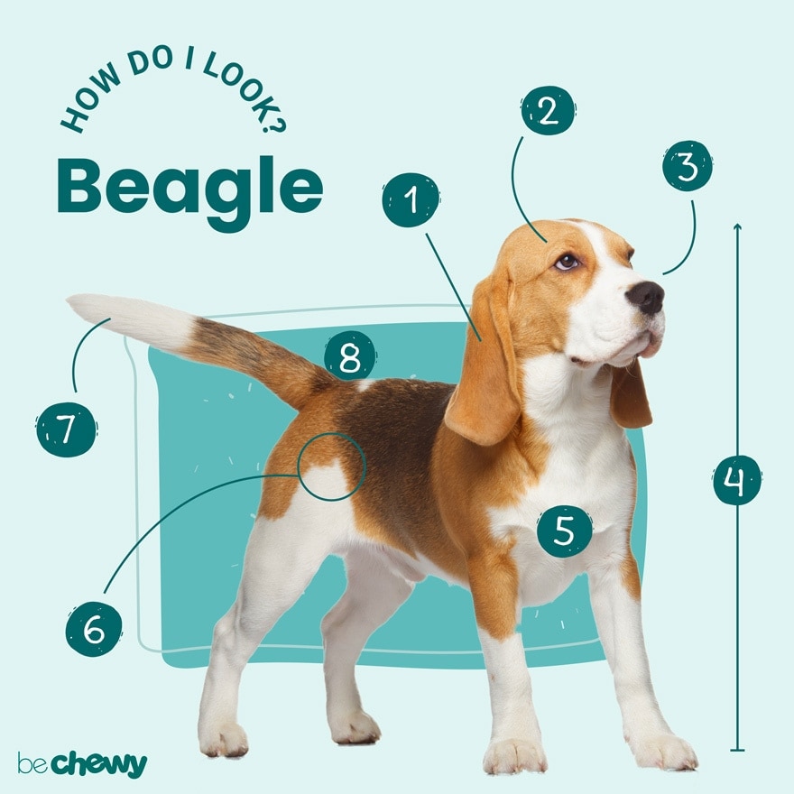 Photo of a Beagle