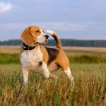 beagle in tall grass