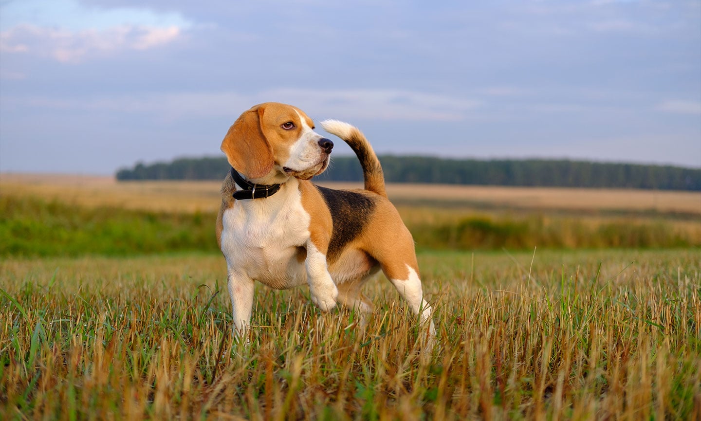 Large beagle looking dog best sale