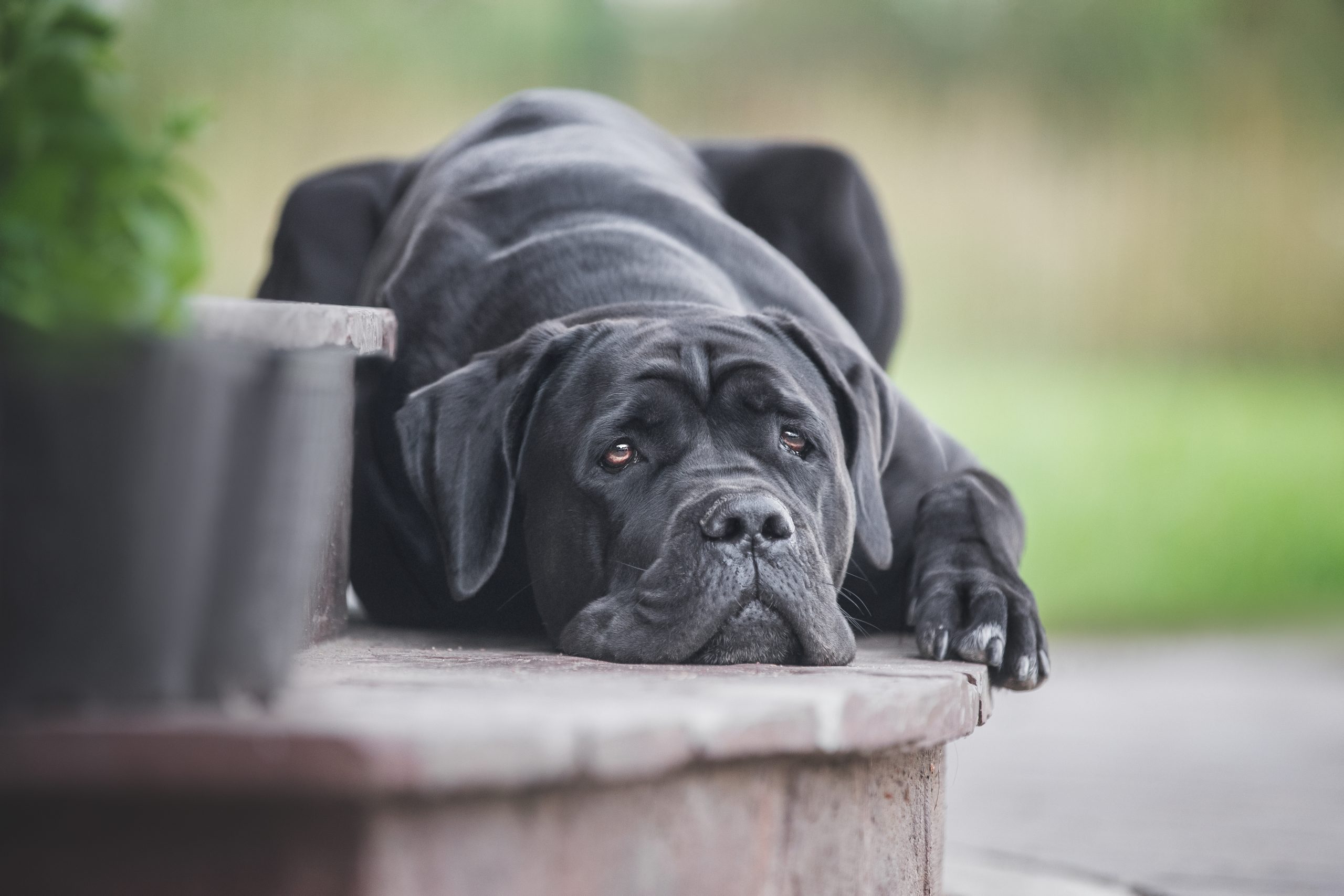 Shops dog breed cane corso mastiff