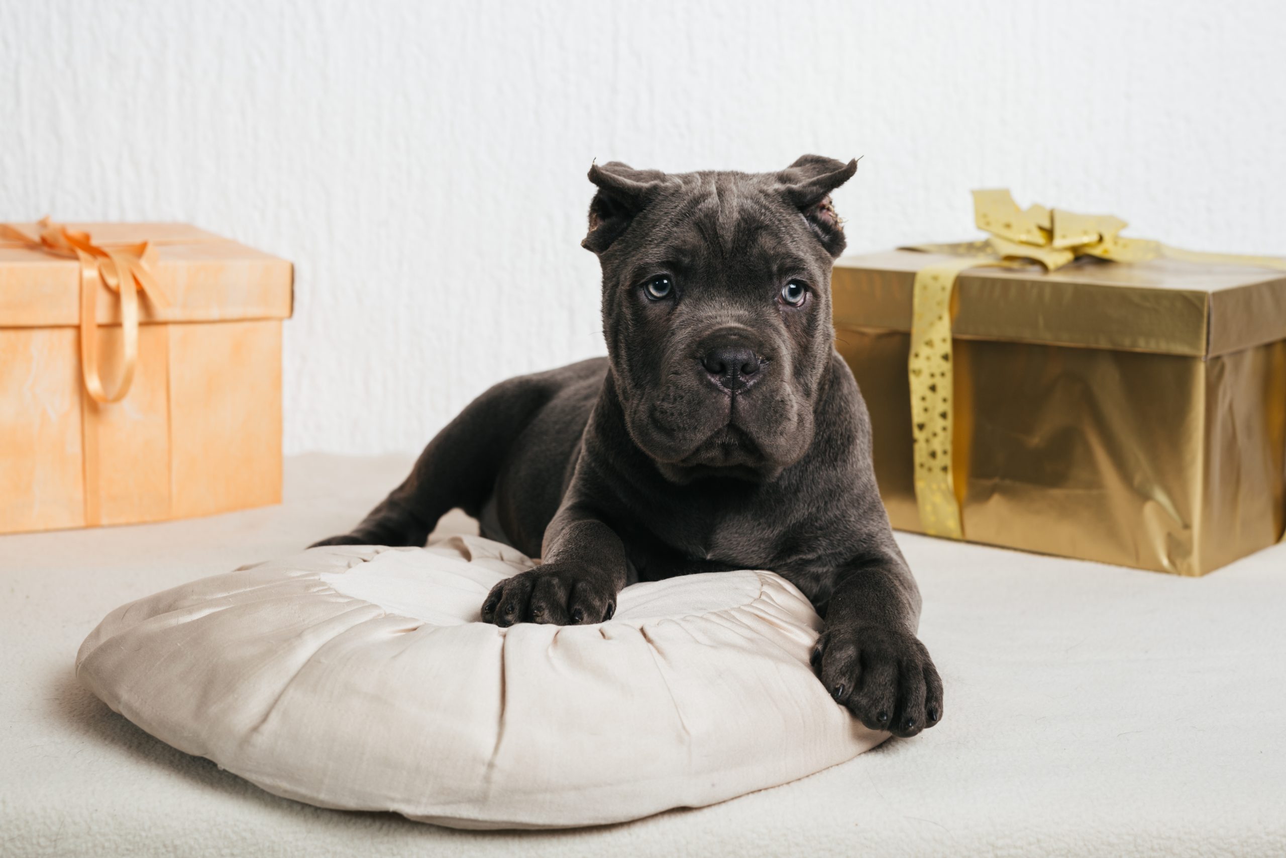 Cane Corso Breed: Characteristics, Care &amp; Photos | Chewy.com