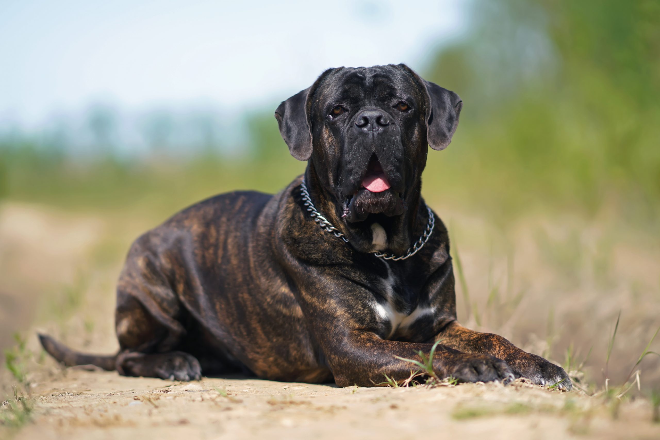 Cane Corso Breed Characteristics Care Photos Chewy