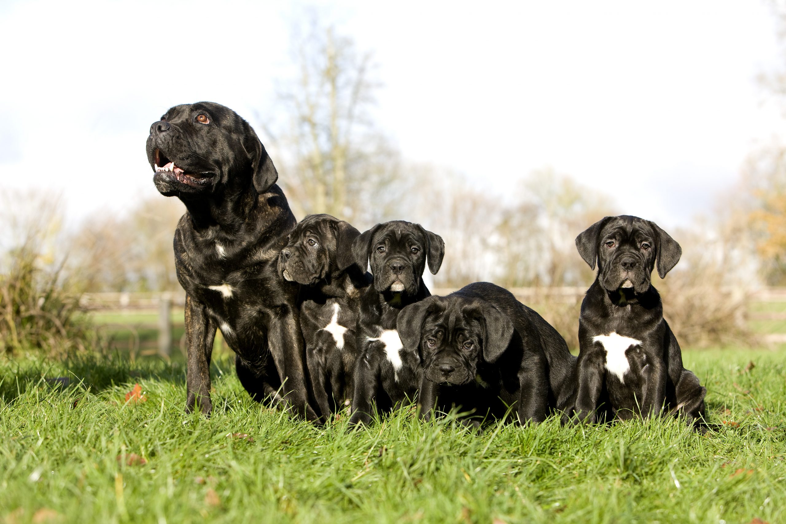 Cane corso family fashion