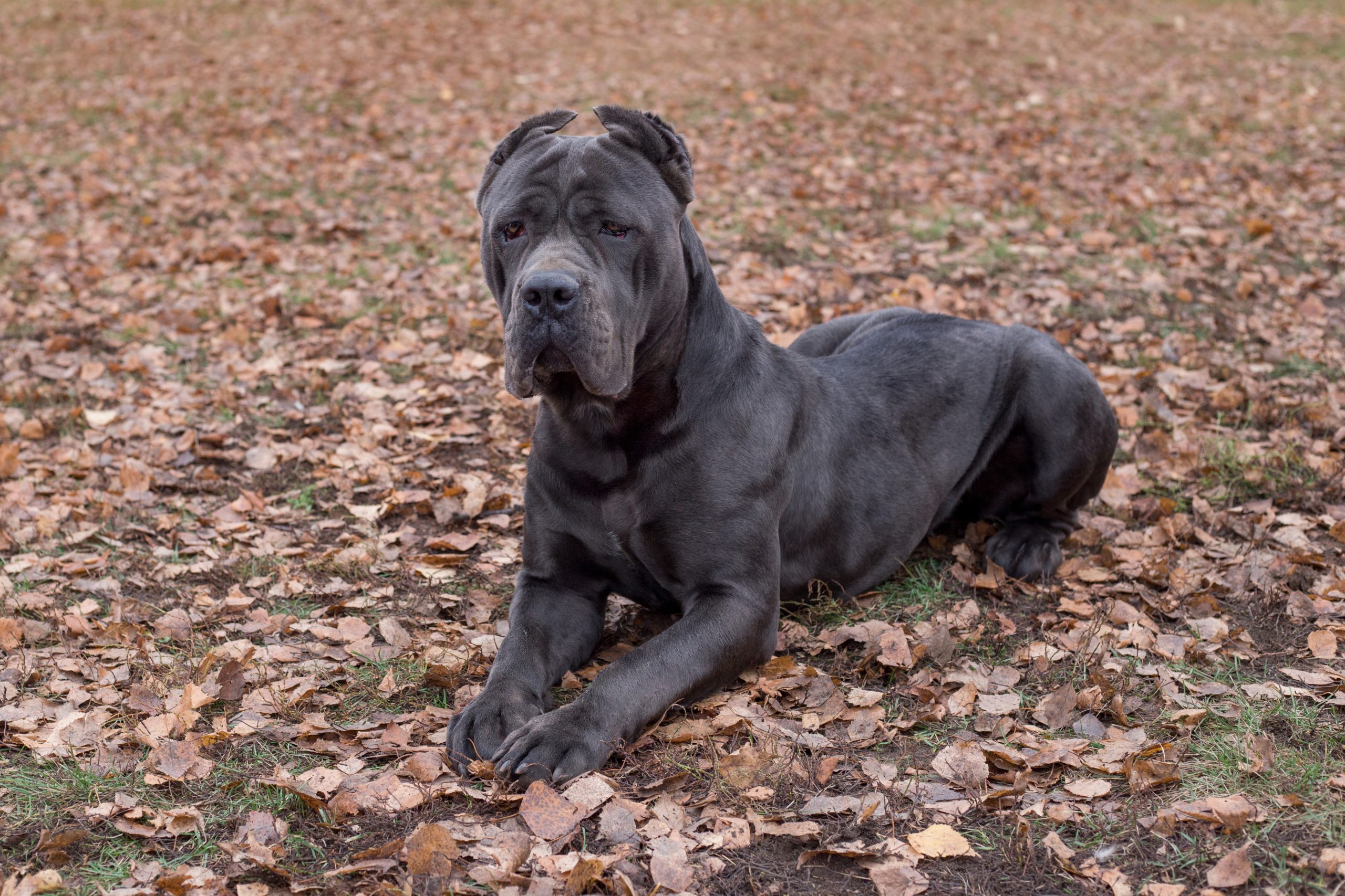 Large cane corso breeders hotsell