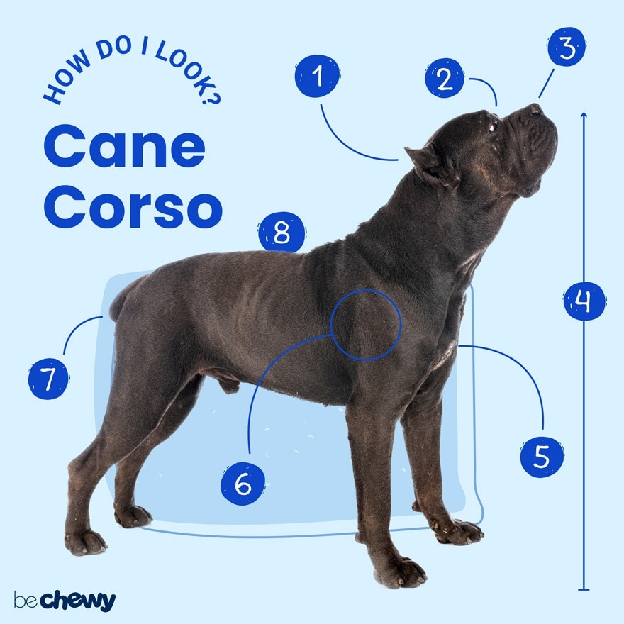 Types of cane shops corso