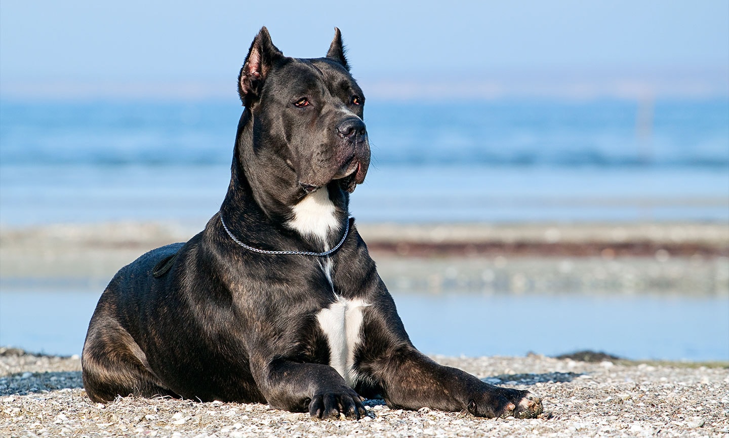 Italian corso fashion dog