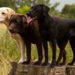 labrador retriever dogs - yellow, chocolate, black