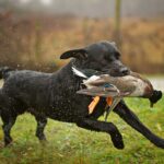 black labrador retriever dog breed duck hunting