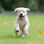 yellow labrador retriever puppy