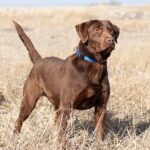 chocolate labrador retriever dog breed in a field