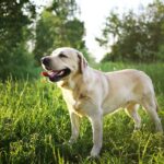 yellow labrador retriever dog breed standing in sunlit meadow