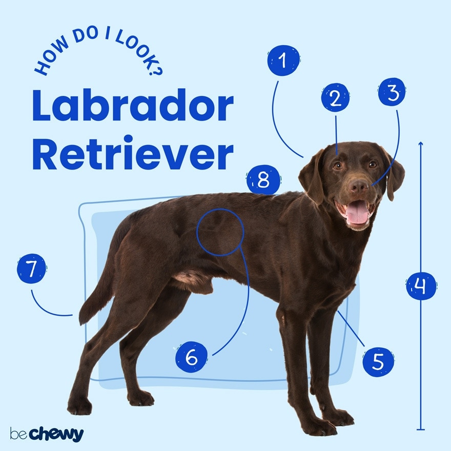 Photo of a Labrador Retriever