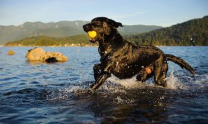 Labrador Retriever