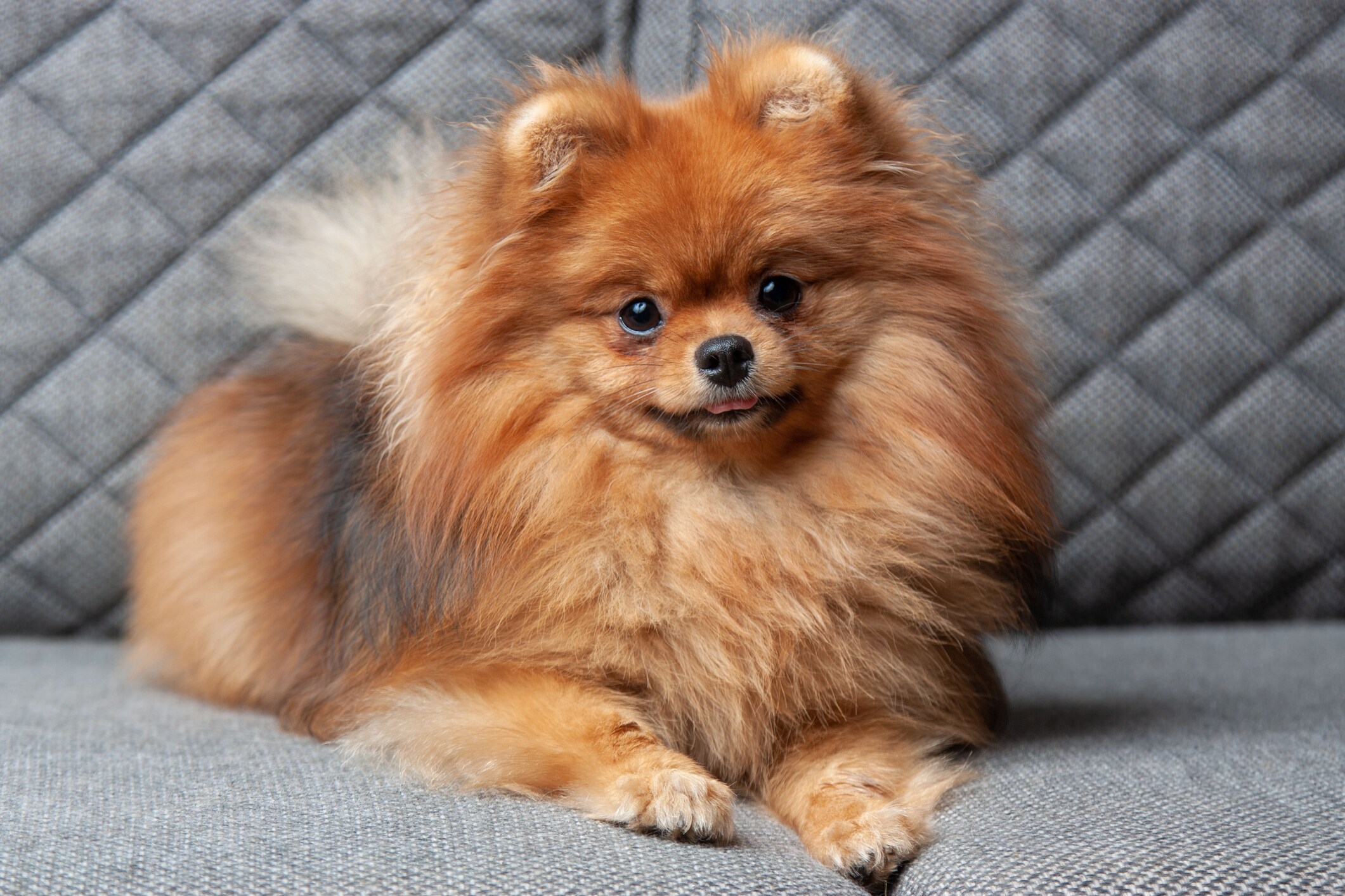 Breeds shops similar to pomeranian