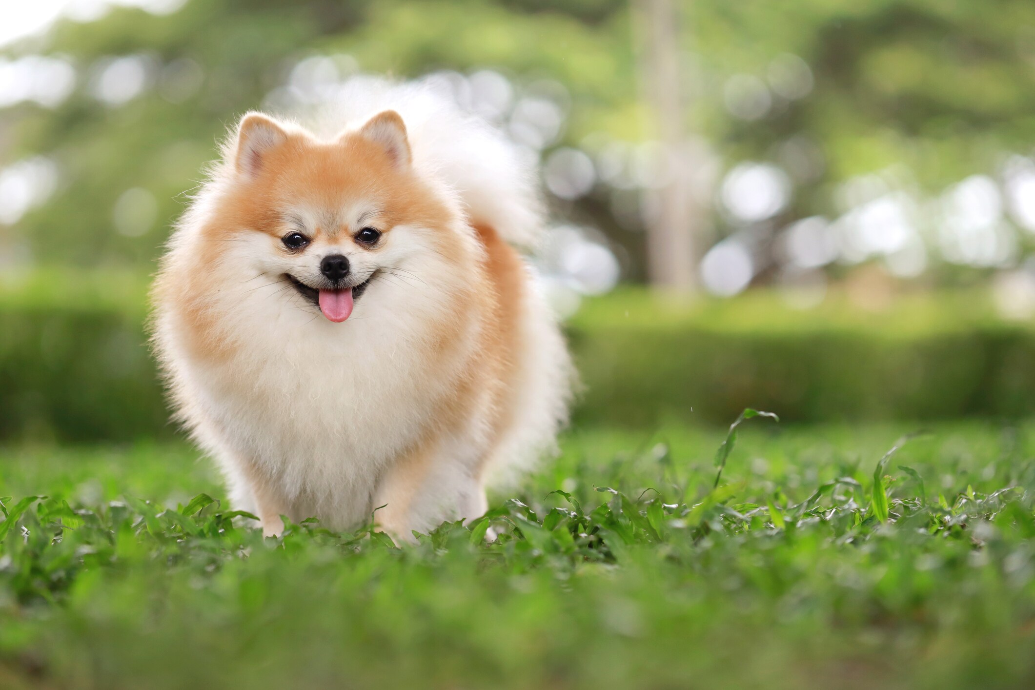 Pomeranian dog bite treatment best sale