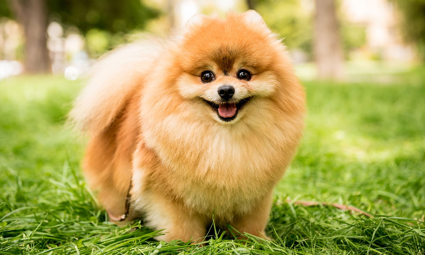 Fluffy shops pomeranian