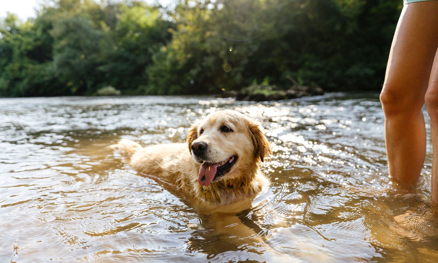 Fashion golden retriever and