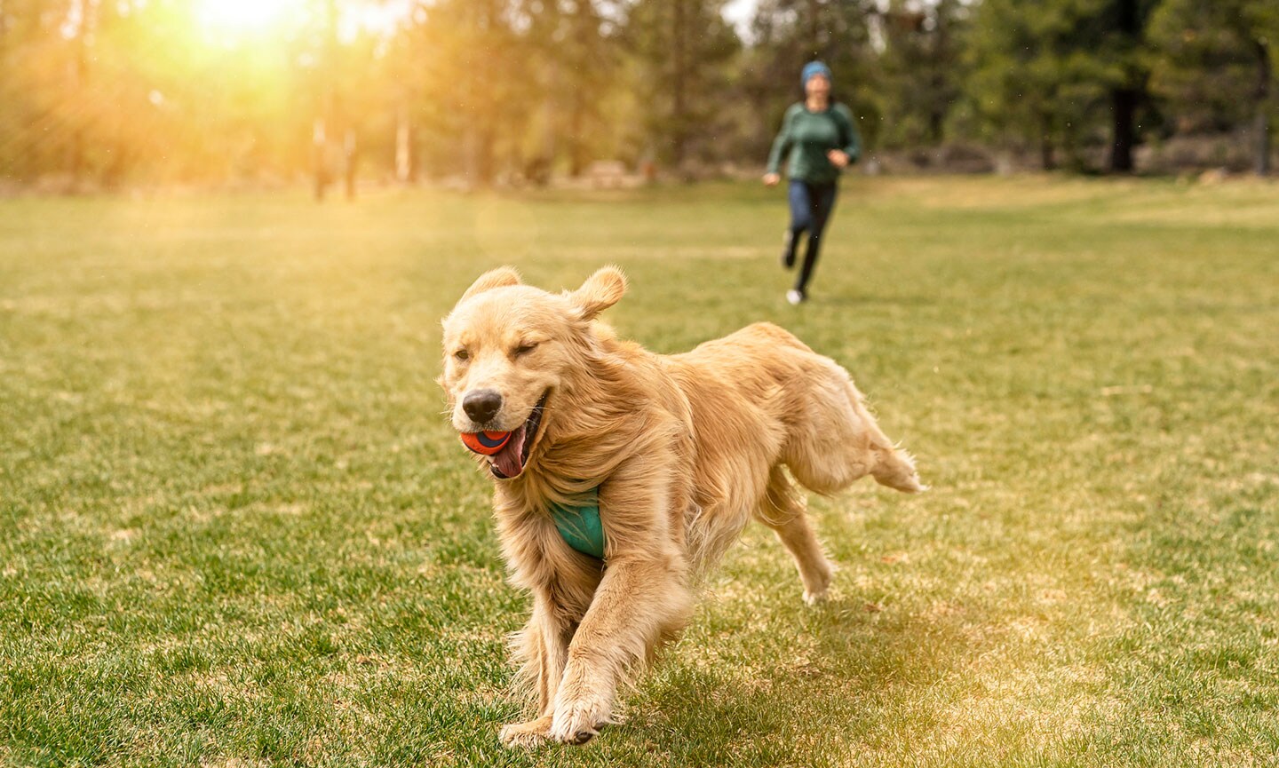 Golden Retriever Characteristics, Care & Photos | Chewy