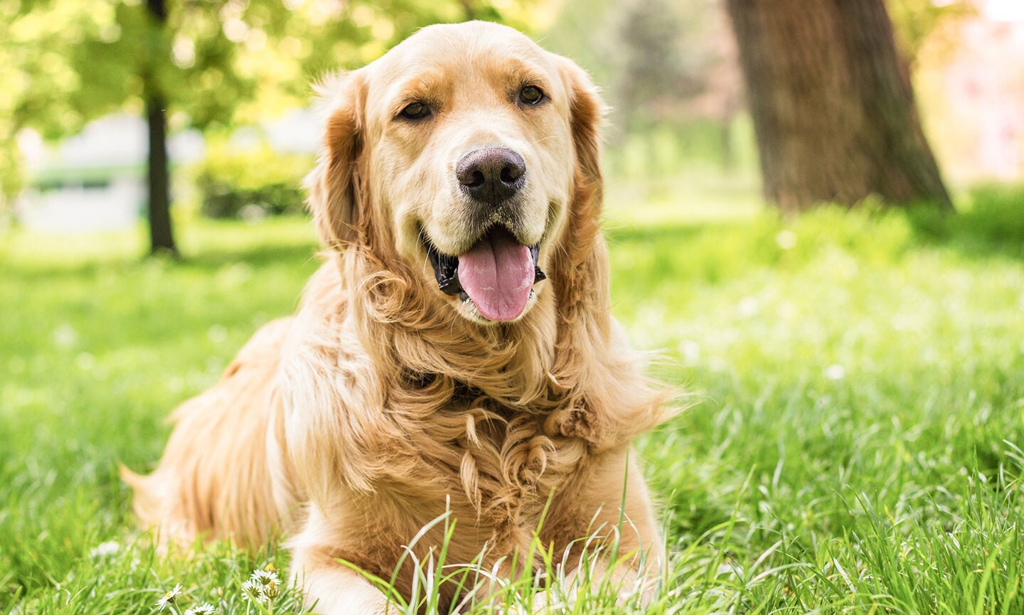 Golden Retriever