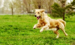 Golden Retriever