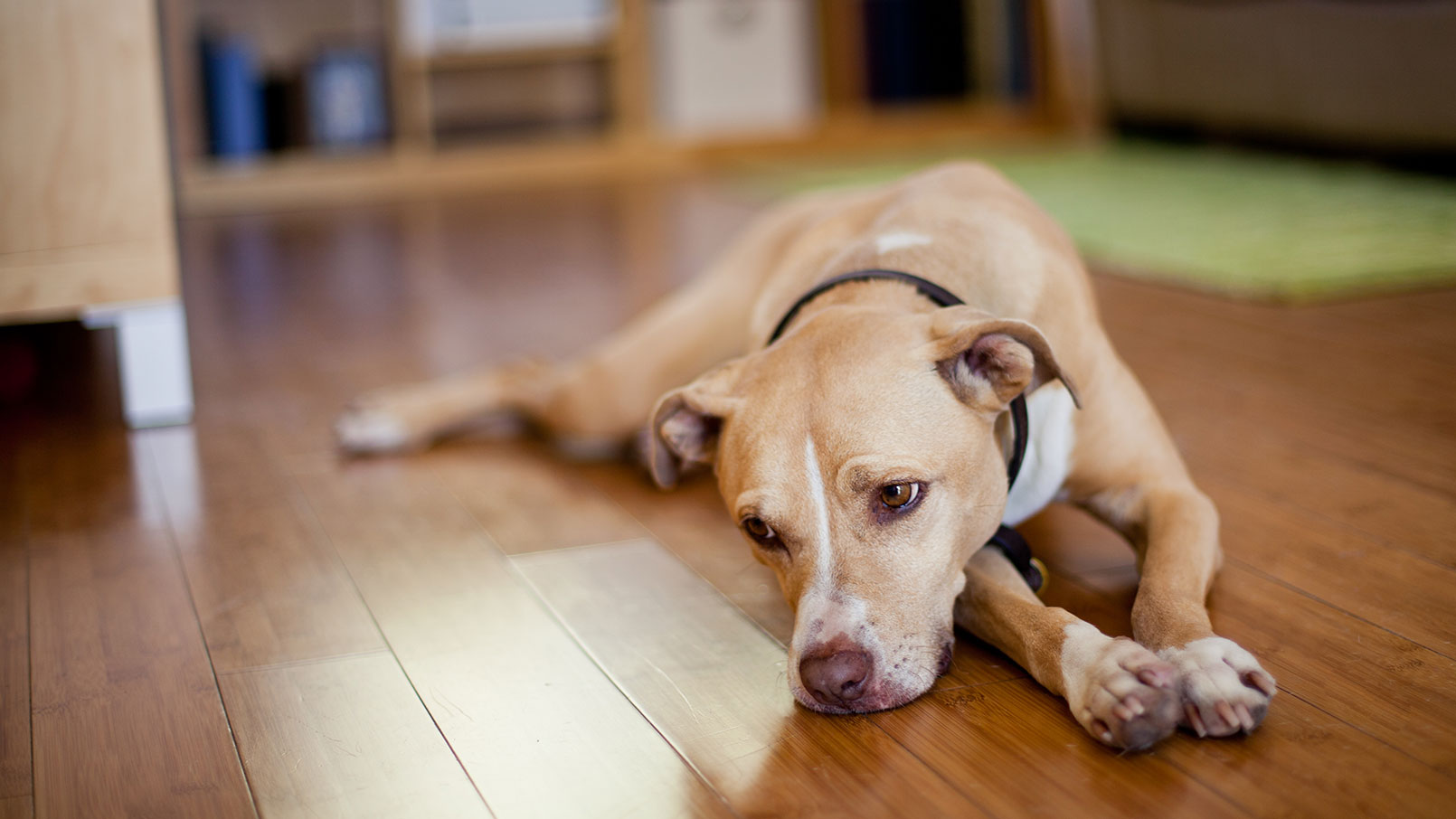 dog upset stomach: a dog lies on the kitchen floor