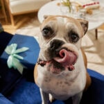 Dog Dementia: Signs, Stages, Treatment, and How To Help