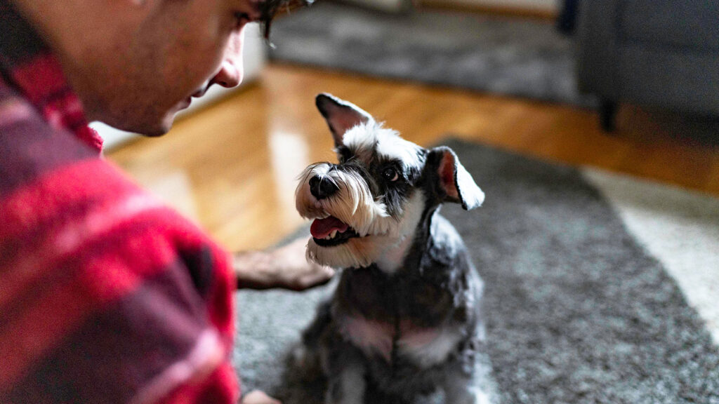 insulin for dogs can be given at home via injection
