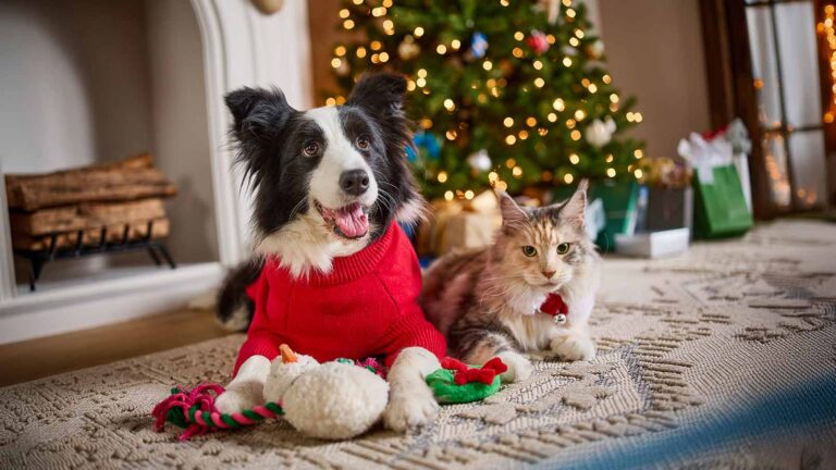 A dog and cat laying in front of a Christmas tree