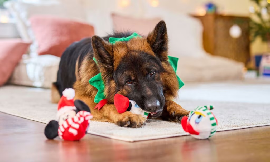 Photo of a dog with holiday-themed toys