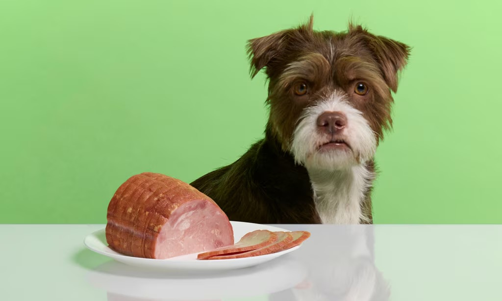 Can Dogs Eat Ham Is Ham Toxic to Dogs Chewy