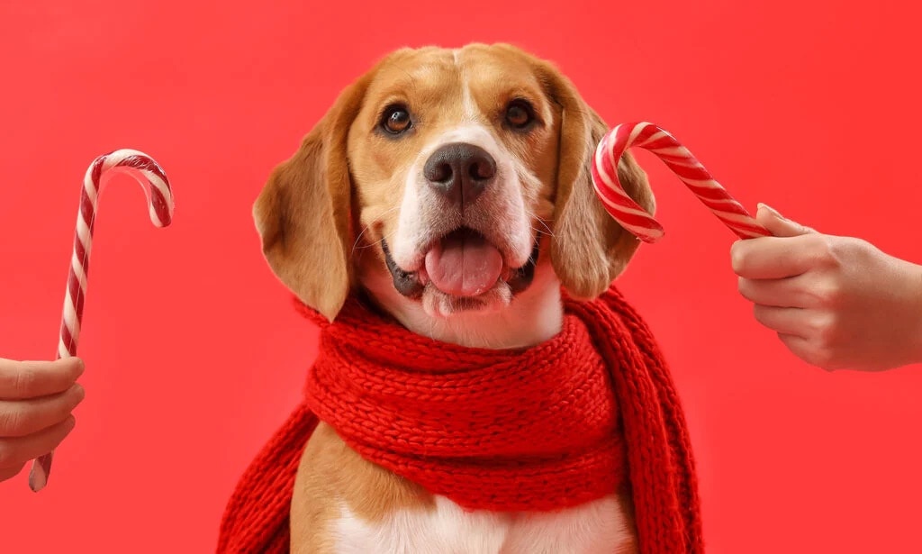 Can Dogs Have Peppermint? | Chewy.com