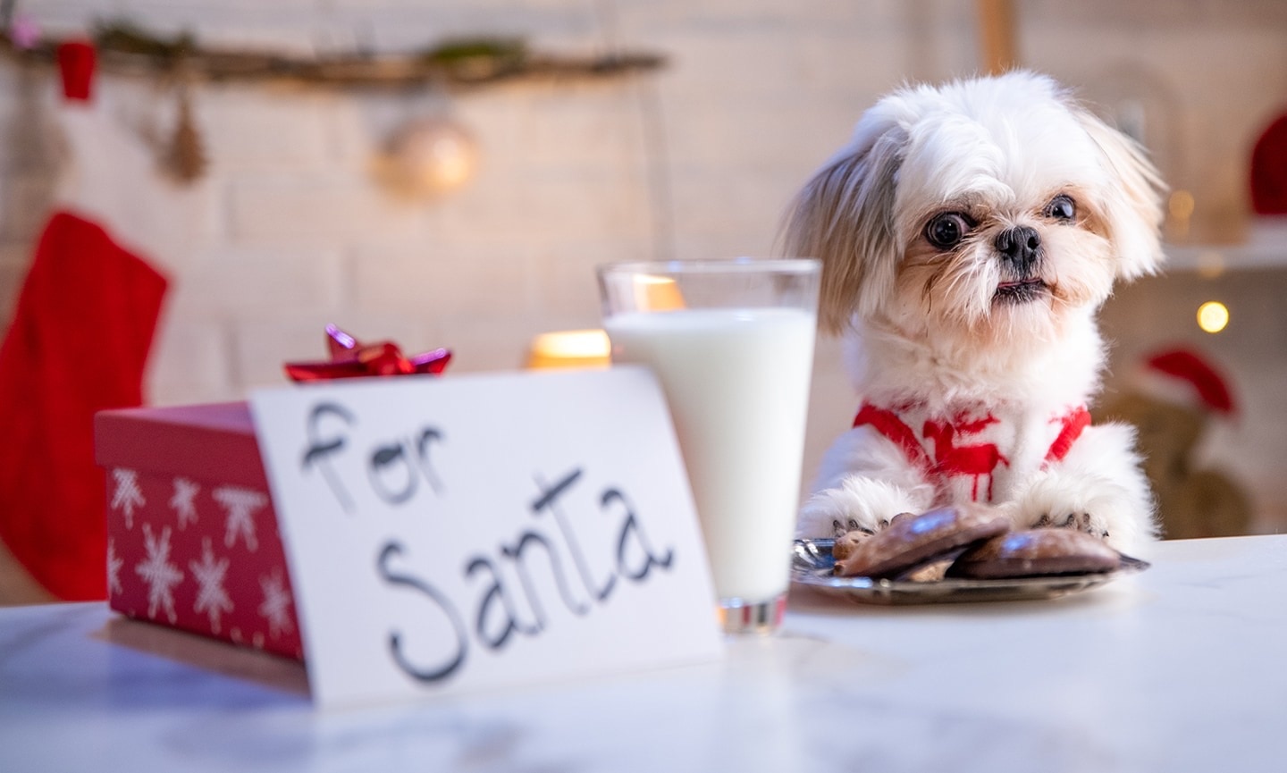 holiday foods not to feed dogs