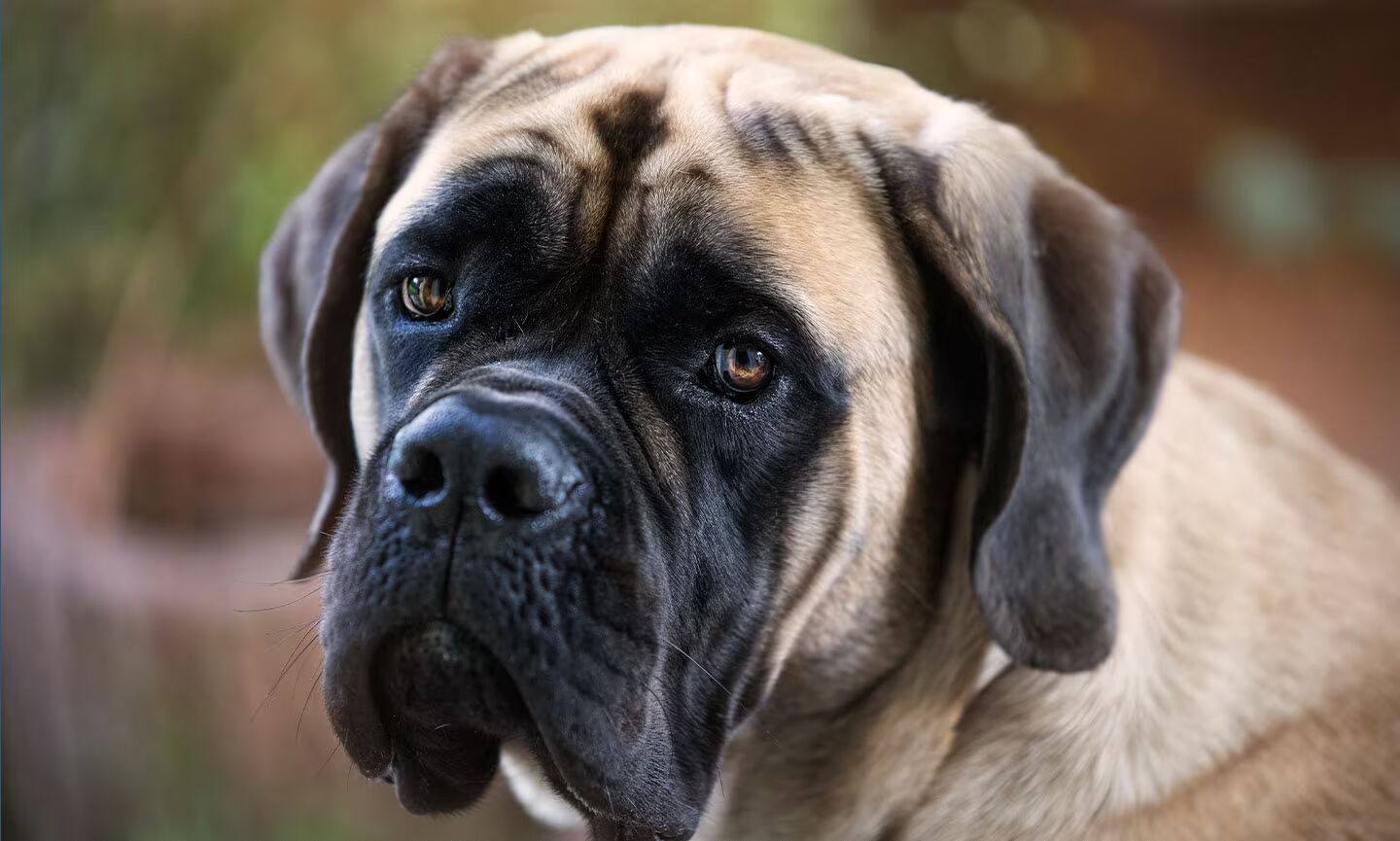 Tiger fashion striped mastiff