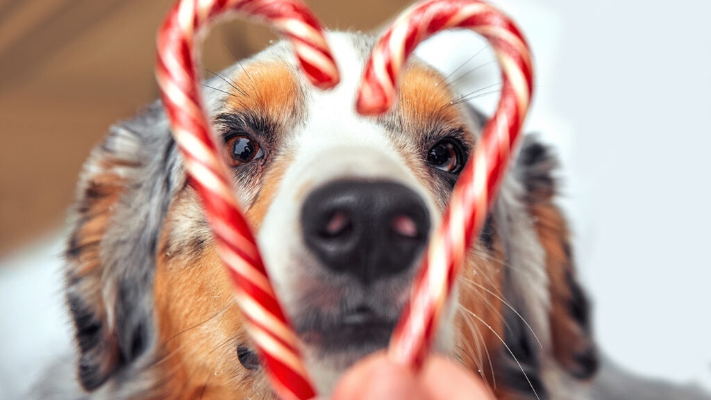 can dogs have peppermint: dog staring at peppermint candy