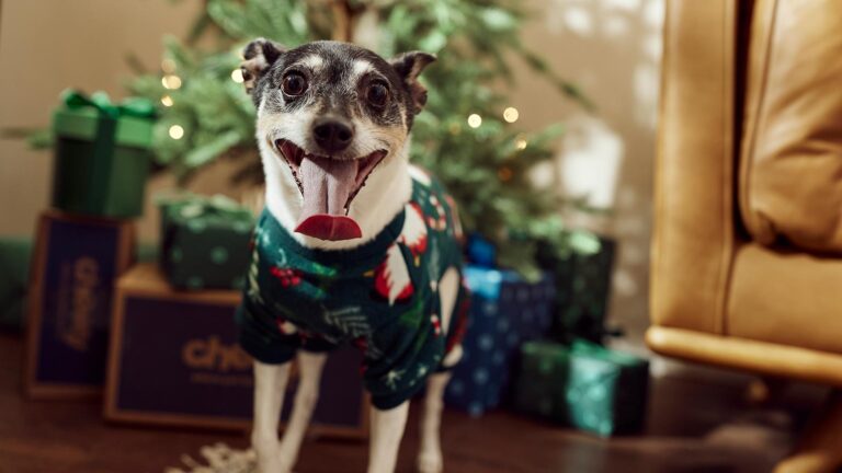 A smiling dog standing in front of a Christmas tree. Find out how to dog-proof your Christmas tree.