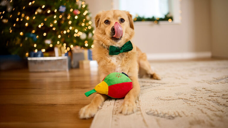 A dog sitting in front of a Christmas tree and licking their lips as if to ask, "can dogs eat chocolate?"