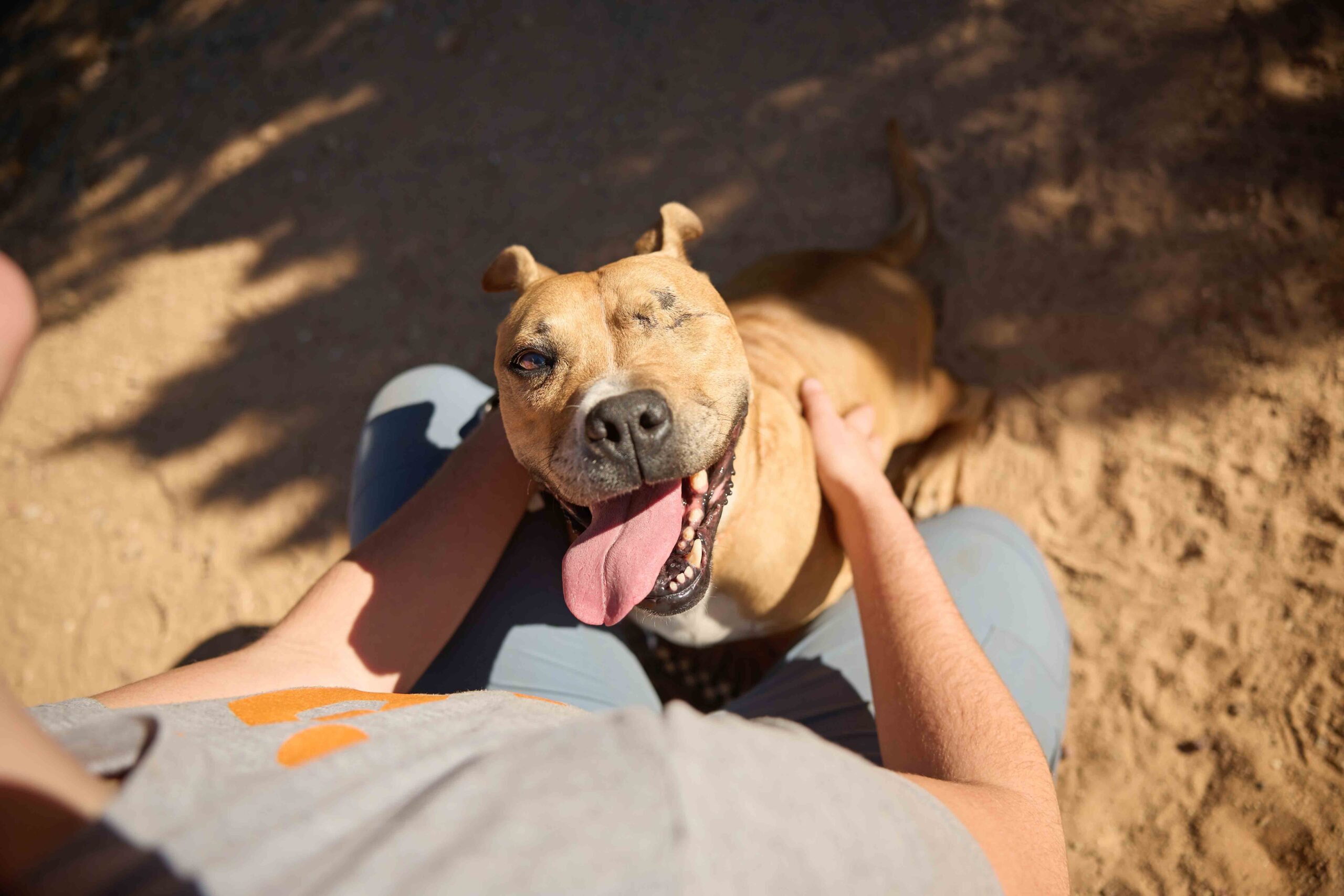 Chewy Claus Wishes: Photo of Norberta, a rescue dog at Best Friends Animal Sanctuary