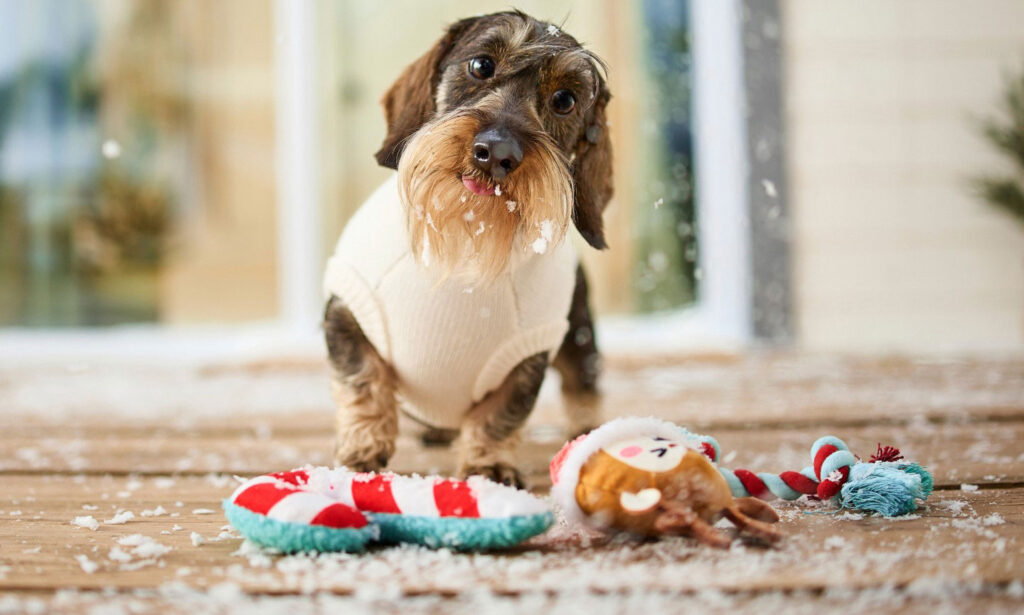 Dog standing next two a couple of the best dog gifts, including a festive rope toy, and two plush toys