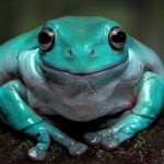 200 Frog Names for Your Amphibious Friend