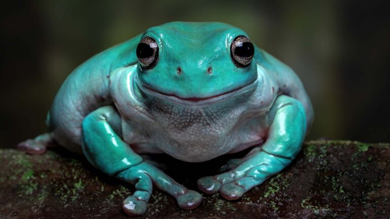 A pet White’s tree frog in need of a frog name.