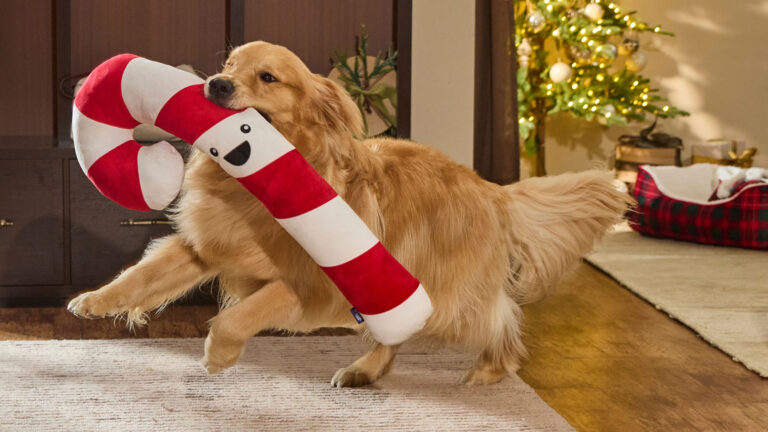 Golden retriever running with a giant plush candy cane dog toy, one of the best Christmas gifts for dogs