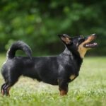 black and tan lancashire heeler standing in grass and looking up