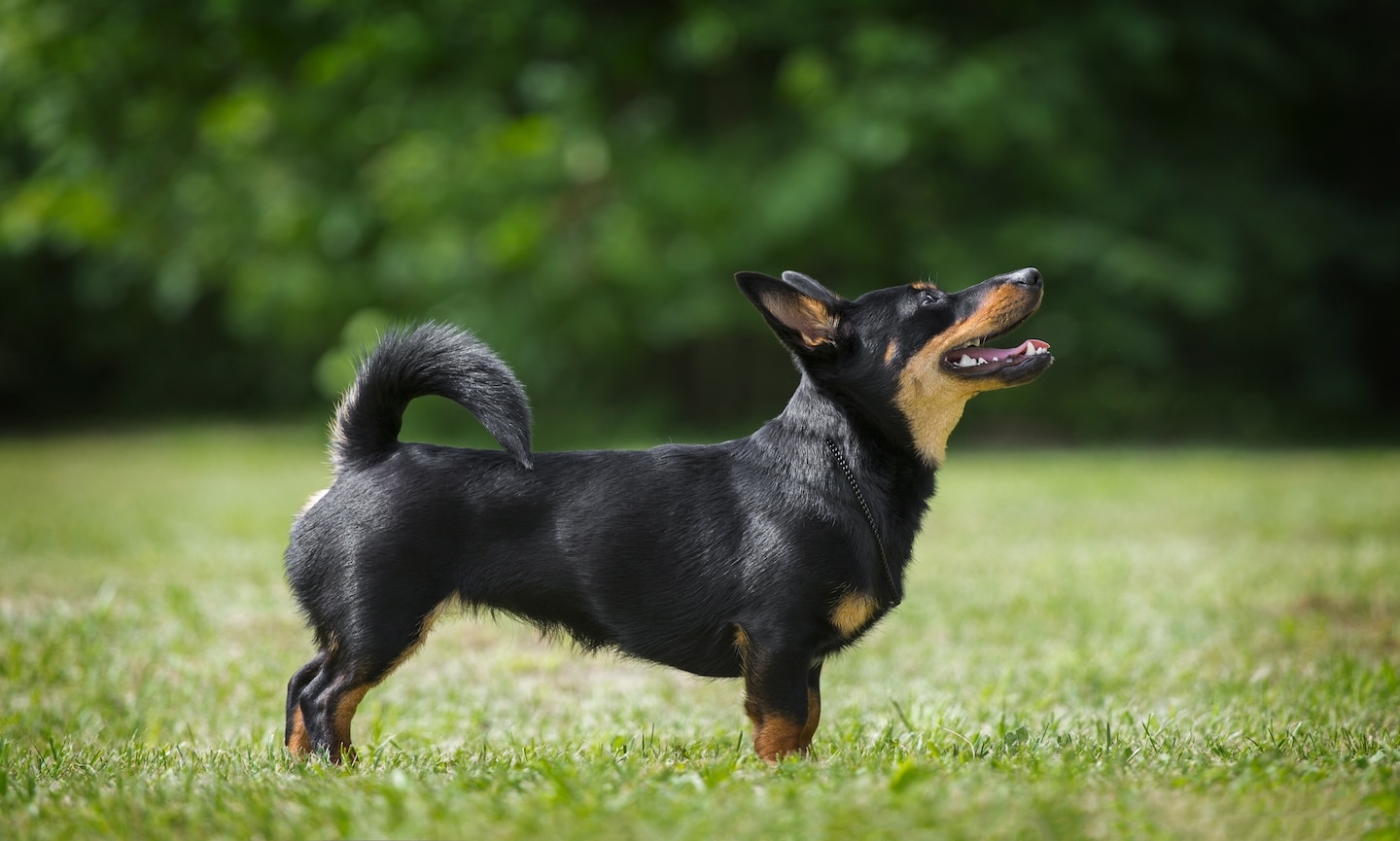 black and tan lancashire heeler standing in grass and looking up